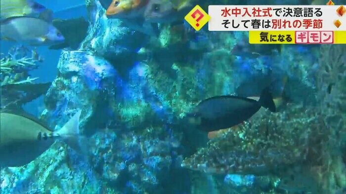 色とりどりの魚が泳ぐ、水族館の水槽