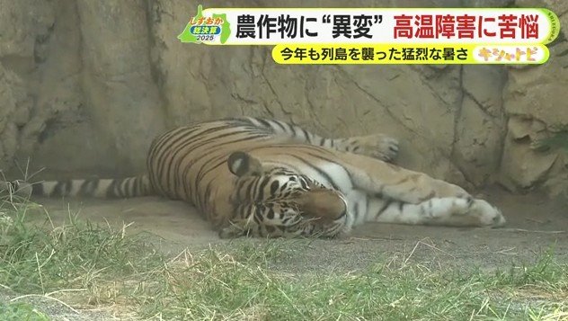 夏バテ気味のトラ（日本平動物園）