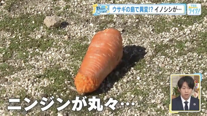地面に落ちていた丸々1本のニンジン