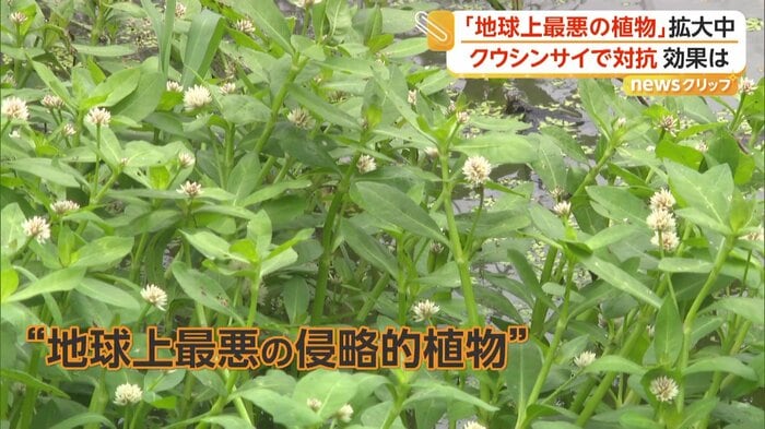 特定外来生物「ナガエツルノゲイトウ」
