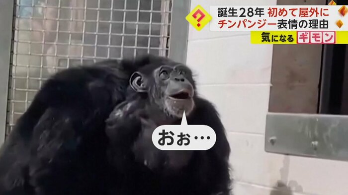 (Save the Chimps)