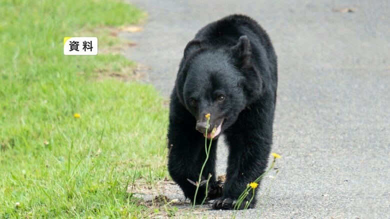 山菜採り中にクマに遭遇　77歳男性が顔などにけが　岩手・八幡平市｜FNNプライムオンライン