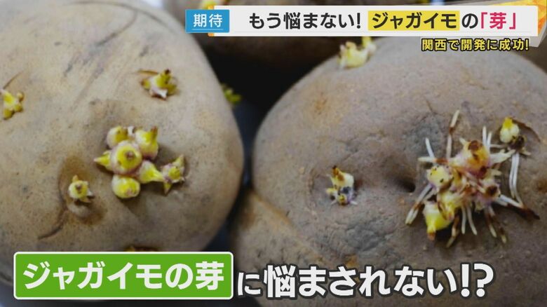 もうジャガイモの“芽”に悩まされない『芽が出ないジャガイモ』研究　フードロスの革命起きるか｜FNNプライムオンライン