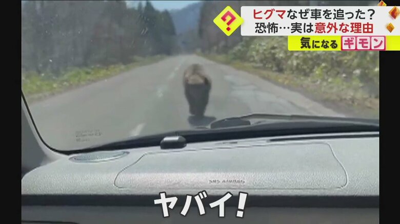 「怖い！ ほんとに怖い！」ヒグマがバックする車を猛追…”大人クマ”遭遇時は“動かず刺激を与えない”が基本　北海道・八雲町｜FNNプライムオンライン