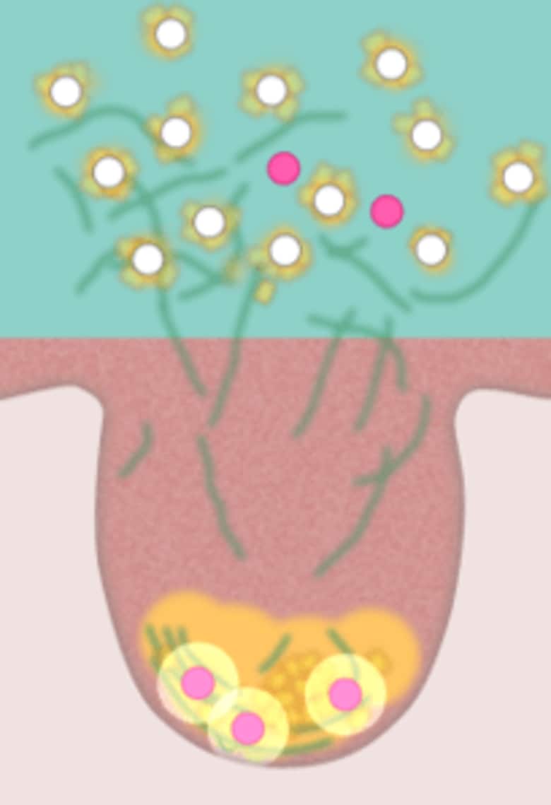 トロメタミンを用いた「角栓崩壊洗浄技術」親水性ミクロパウダーとの組み合わせで毛穴奥の角栓まで除去可能に