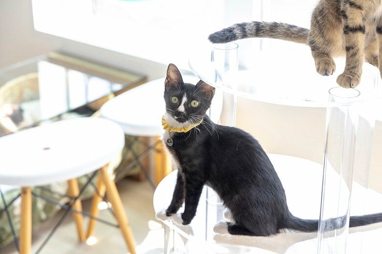 保護猫活動の一助となる透明なキャットタワー販路開拓をサポート