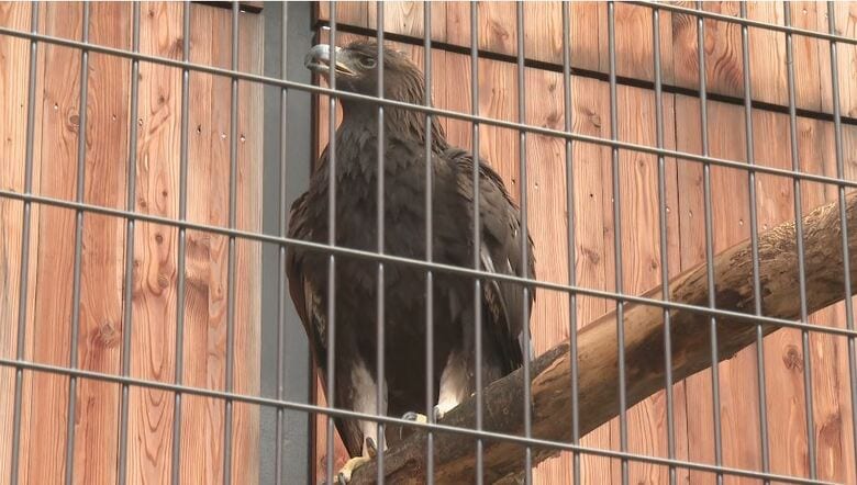 7年越しの繁殖に成功　二ホンイヌワシの子「竜胆」が独り立ち　「広い新獣舎でのびのび過ごして」長野・須坂市動物園｜FNNプライムオンライン