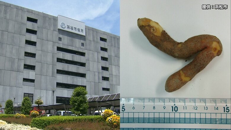 「ヤマイモ」と間違えて有毒植物食べる　高齢夫婦が食中毒…妻は入院も　庭に自生した根茎をお好み焼きに　調査でグロリオサと判明　浜松市「食用と判断できない植物は採らない！食べない！売らない！あげない！」｜FNNプライムオンライン