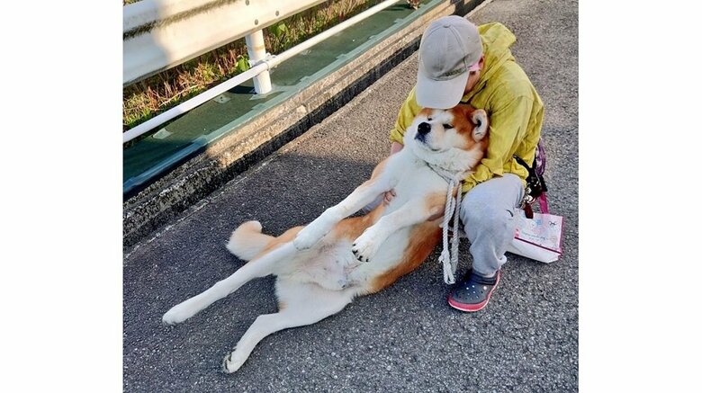 「帰りたくない」全身の力を抜いた秋田犬の“帰宅拒否”がスゴい！体重は約36kg…その後を飼い主に聞いた｜FNNプライムオンライン