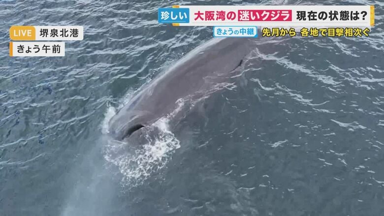 【迷いクジラ】映像で追った大阪湾侵入1カ月　「かなり痩せてる」　「生死」分かれ目は体力残るうちに沖に出られるか｜FNNプライムオンライン