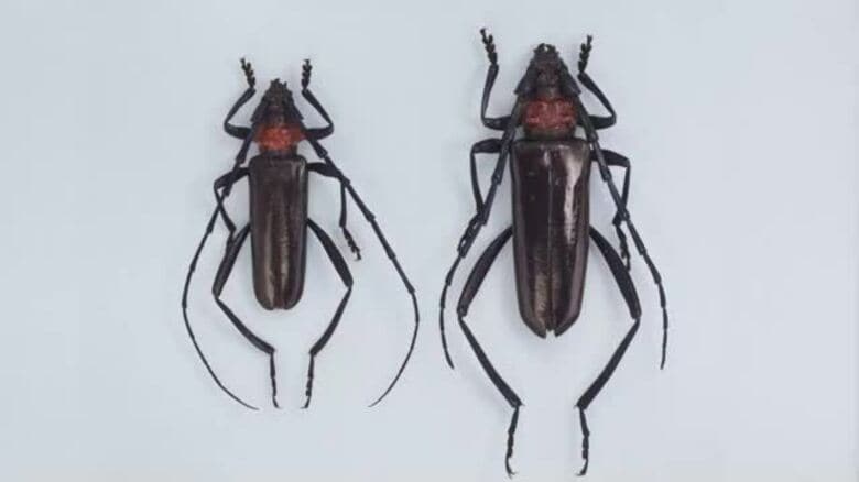 特定外来生物「クビアカツヤカミキリ」県内で初確認　岡山後楽園園内などのサクラから幼虫のフン【岡山】｜FNNプライムオンライン