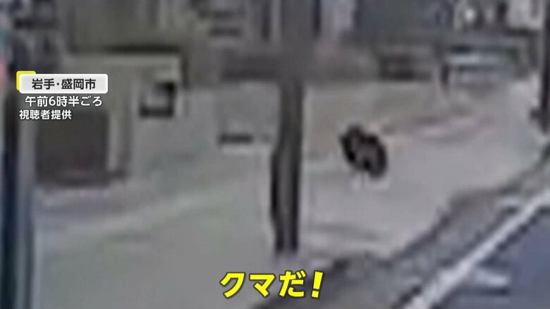 各地でクマ目撃・捕獲 岩手・盛岡市中心部の銀行駐車場に子グマ、広島市にも 秋田県知事は捕獲支援のため自衛隊派遣を要請|FNNプライムオンライン