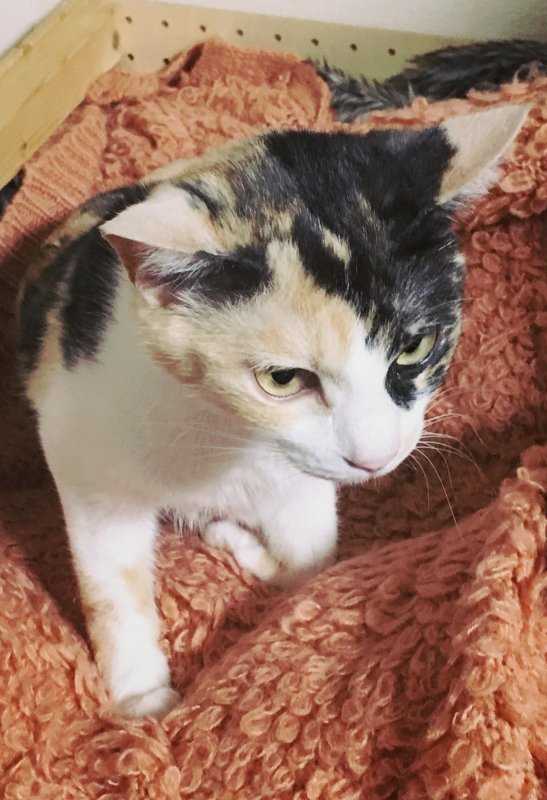 先輩猫「これは一体…?」
