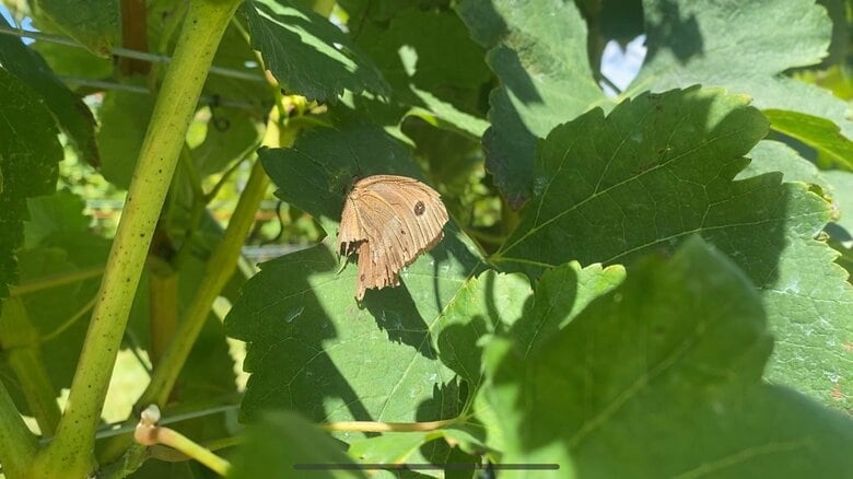 昆虫や鳥など生態系も豊かになった