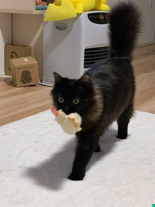 提供：イナタマグラムさん