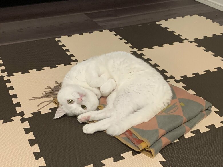 提供：@hakusama0906