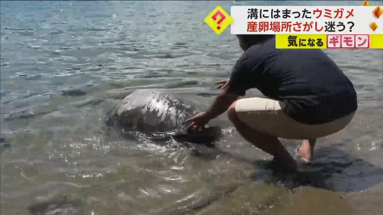 背中を押され、海に入るウミガメ