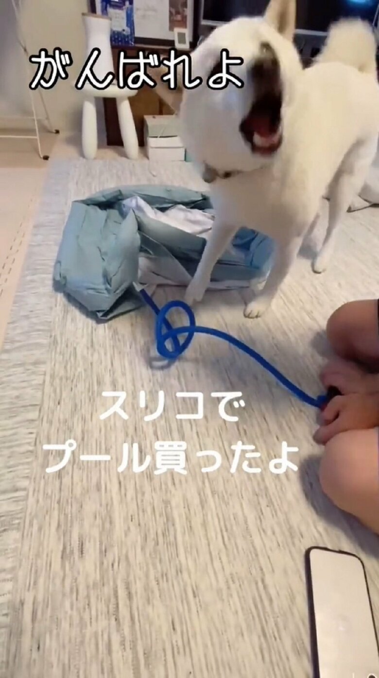 だい吉くんは長男くんを吠えて応援