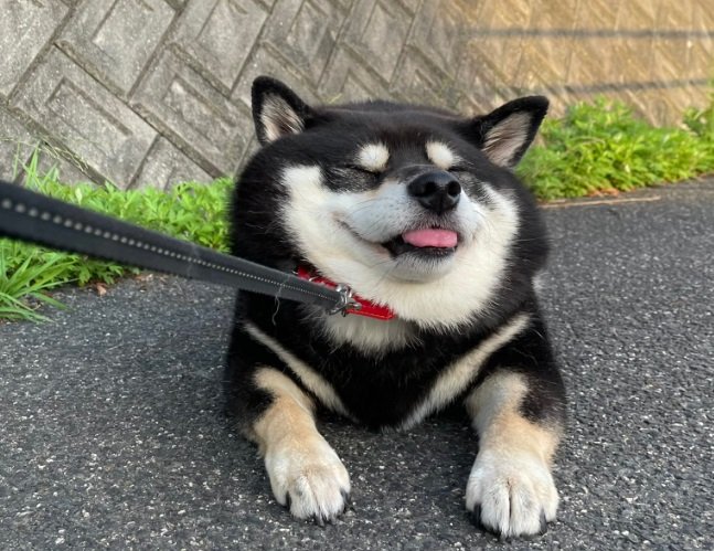 お散歩を拒否して“寝たふり”してしまったたろうくん