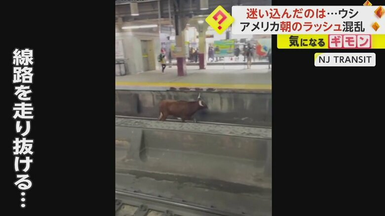 駅ホームの線路を軽快に走り抜けるウシ③
