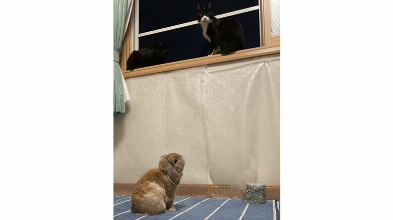 高い場所にいる2匹を見上げるきなおくん（投稿画像とは別日に撮影）