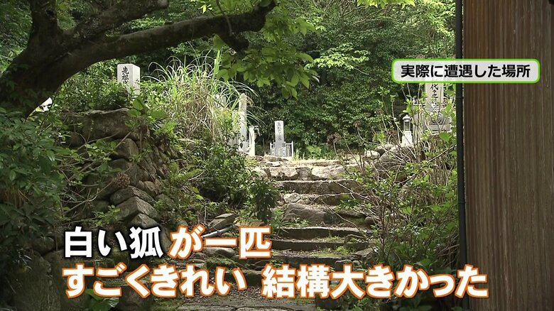 白いキツネが現れた場所