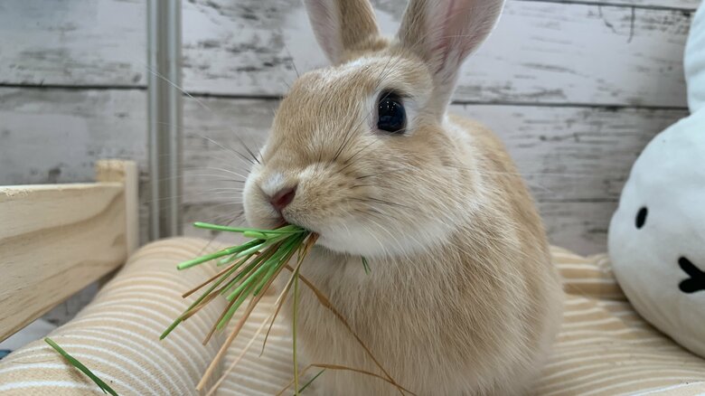 提供：げんまいとうるちさん