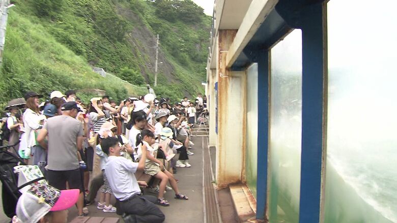 セイウチの水しぶきの威力とは？