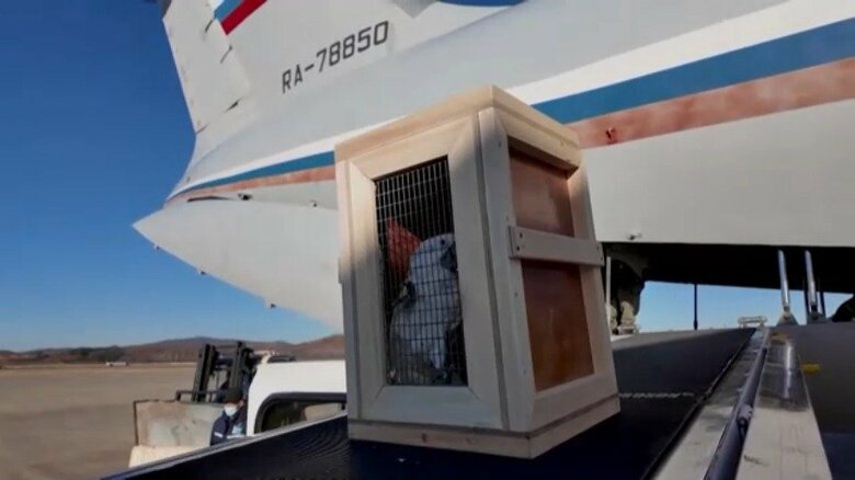 ロシアから北朝鮮に動物が贈られる様子