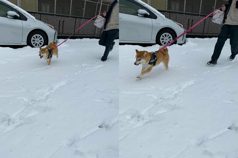 1年前は積もった雪に大喜び（提供：柴犬こむぎさん）