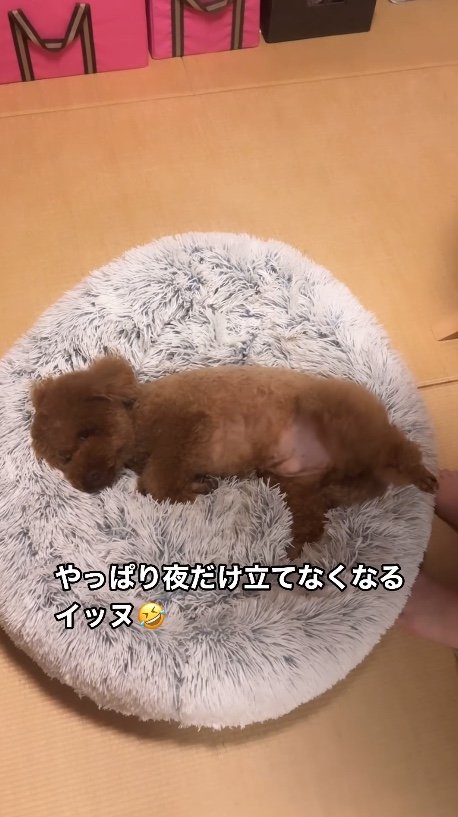 提供：Leo トイプードルさん