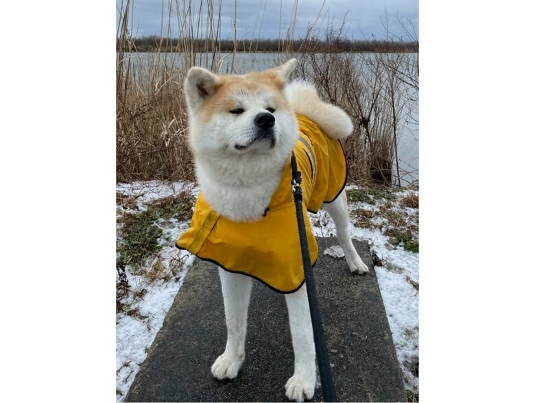 雨の中カッパを着て散歩（提供：秋田犬 五元(イモト)さん）