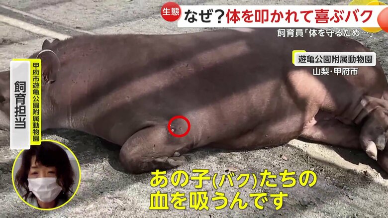 「サシバエというハエが増えてきて、あの子たちの血を吸うんです」という飼育員