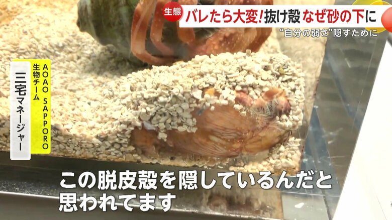 砂の下に隠された脱皮殻（提供：AOAO SAPPORO）