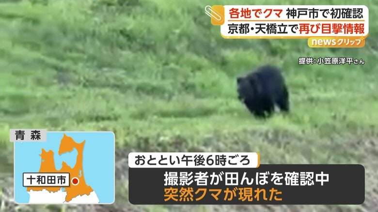 田んぼ近くに現れたクマ