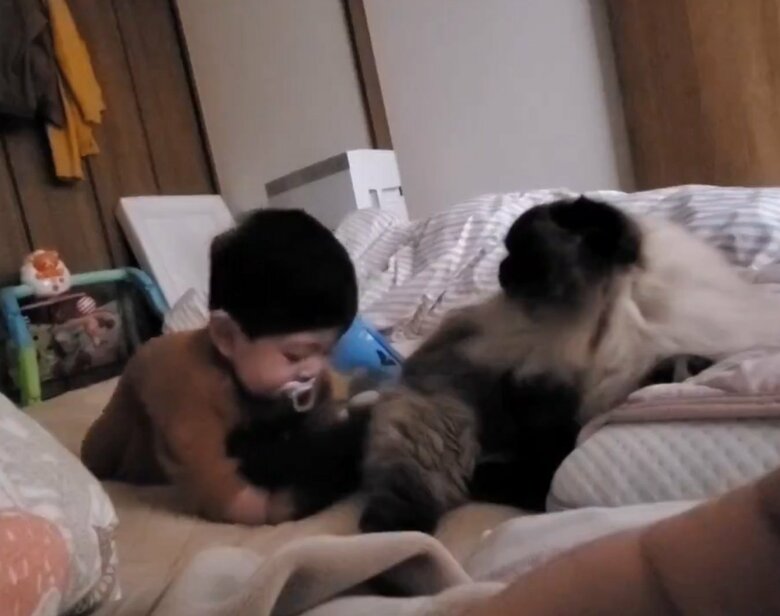 息子くんには優しいコマチちゃん（提供：ねぎまるさん）