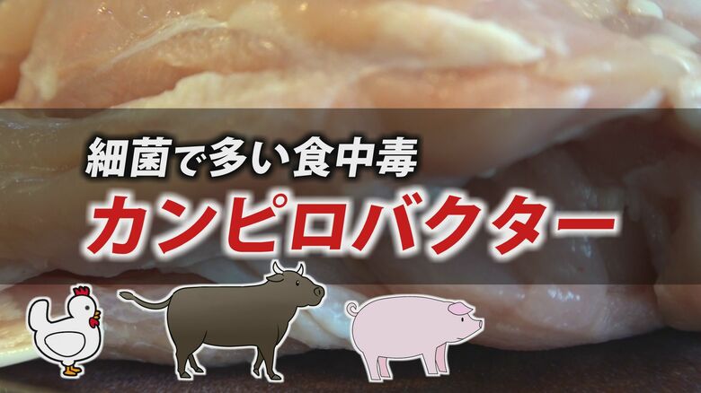 鶏肉に多いカンピロバクター