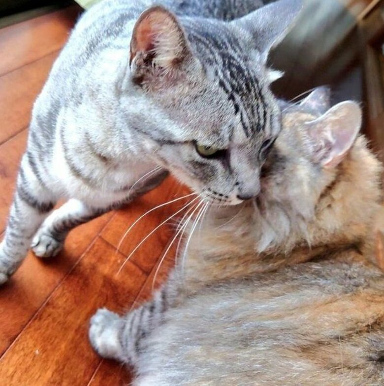 大五郎くん（左）と妹の「ふわり」ちゃん