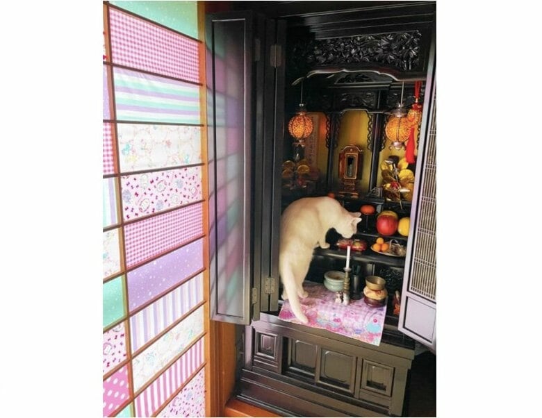 仏壇の中に入るちくわちゃん（提供：絵子猫さん）