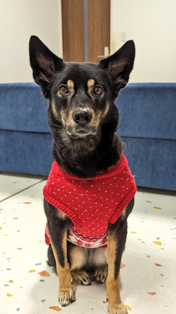 赤い洋服を着たソラちゃん