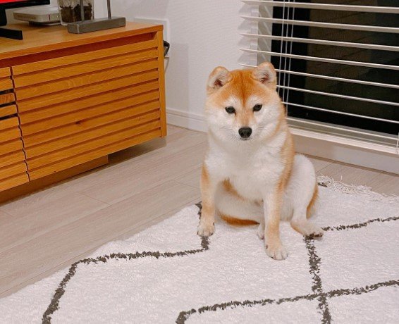 提供：豆柴ちくわ&がんもさん