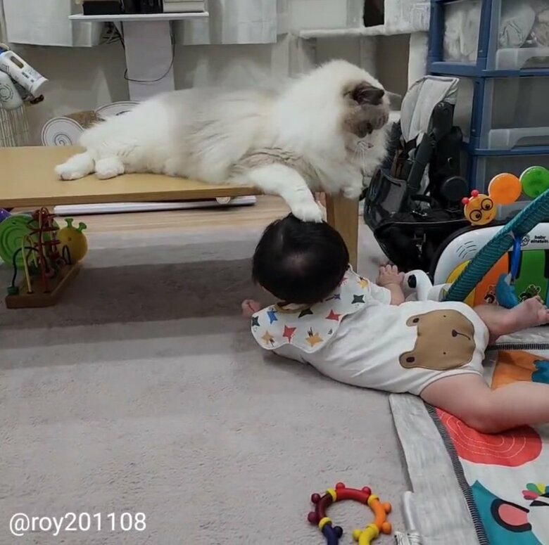 頭…（提供：ロイ(Roy)くん@ラグドールさん）