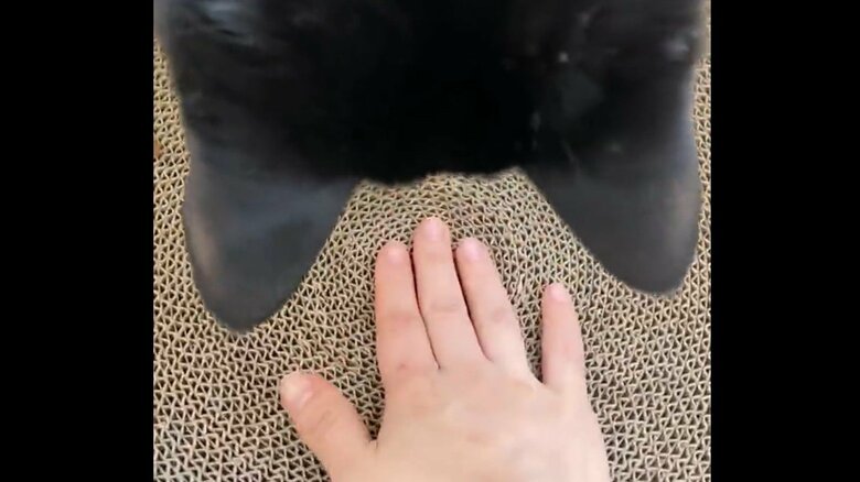 飼い主が戻して、ソウくんが引っ張るの流れが続くという