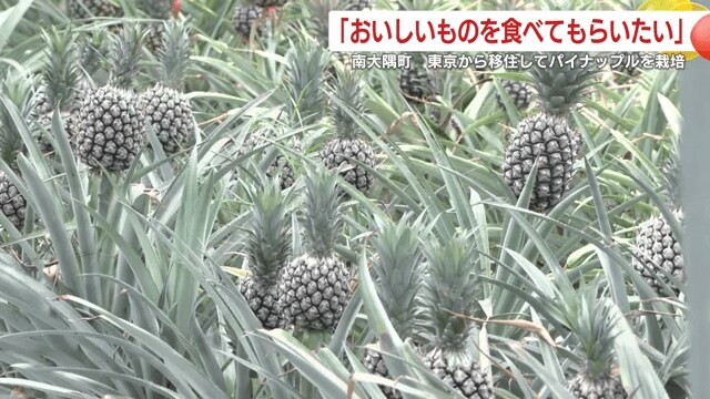 佐多岬熱帯果樹施設のパイナップル