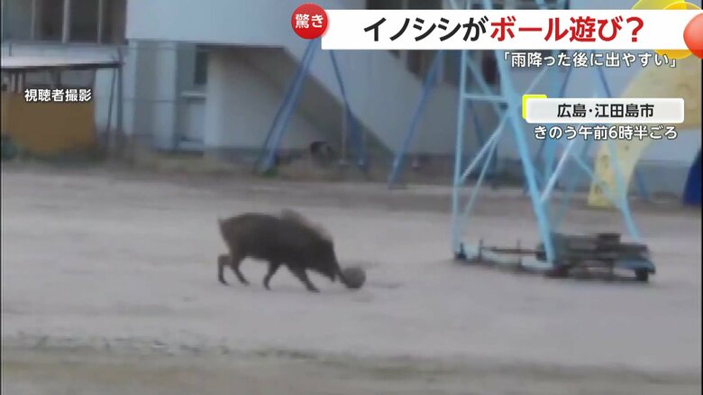 体長1mほどの成獣とみられる小学校のグラウンドに現れたイノシシ