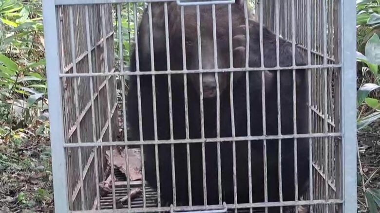 捕獲されたクマ（提供：北海道猟友会砂川支部）