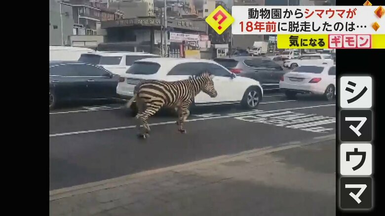 車の間を駆け抜けるシマウマ