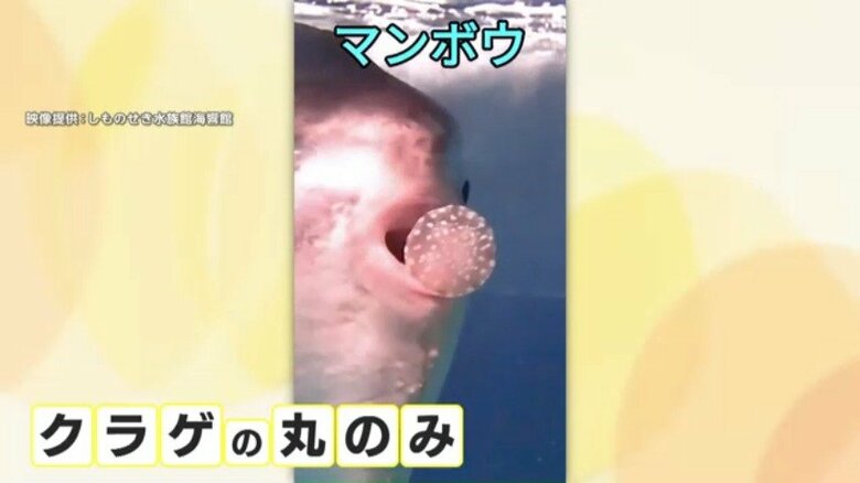 クラゲを丸のみするマンボウ