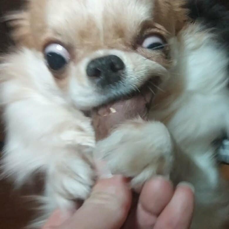 食べるときはいつも必死な形相だそう