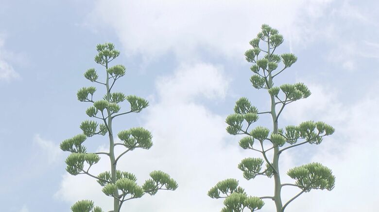 高さは約7メートル